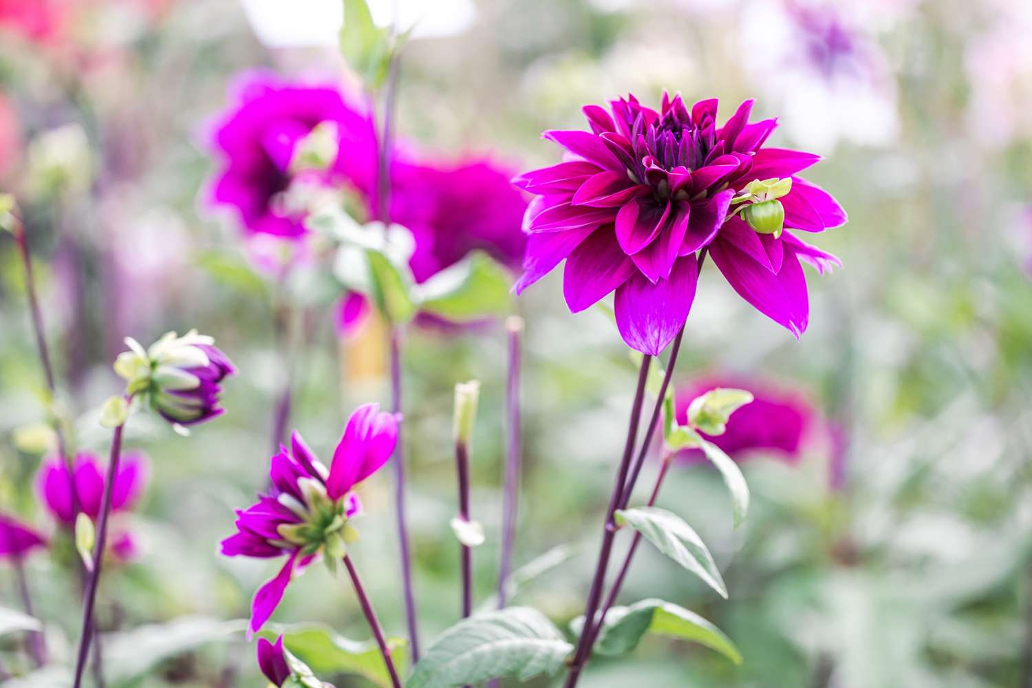 Daalia 'Thomas A. Edison'